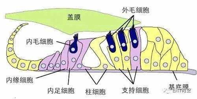 听力快讯丨研究揭开自然之谜:鱼类和蜥蜴如何再生听力-杭州听工场科技有限公司