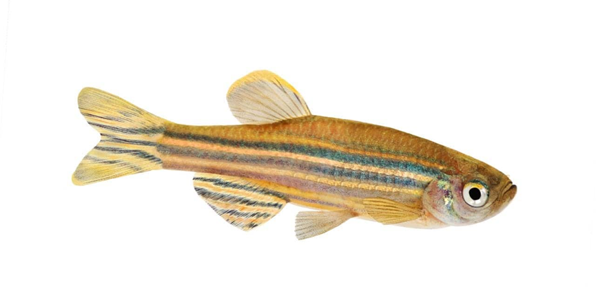 Zebrafish Study Identifies Separate Genetic Controls for Hair-Cell Regeneration