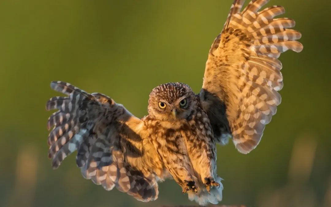 Owl-Inspired Aerogel Targets Both High- and Low-Frequency Noise