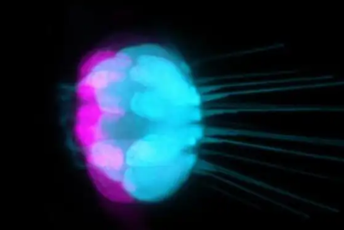 Study Identifies DNA Enhancers Involved in Hearing-Cell Regeneration