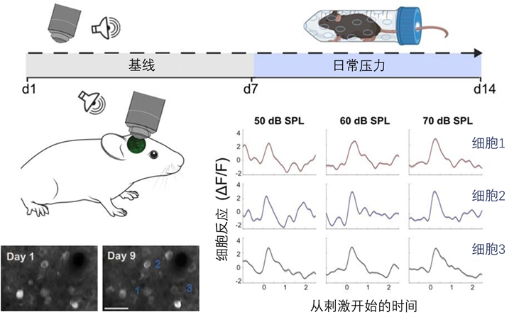 Chronic Stress Alters Auditory Responses in a Mouse Study